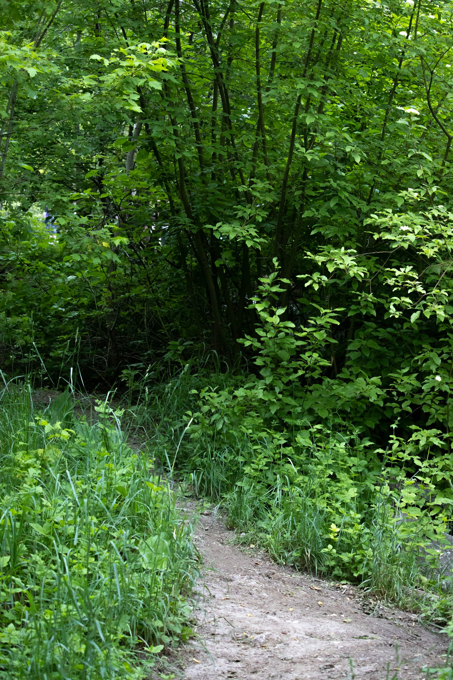 Trance-Reisen: Ein Weg zu sich selbst